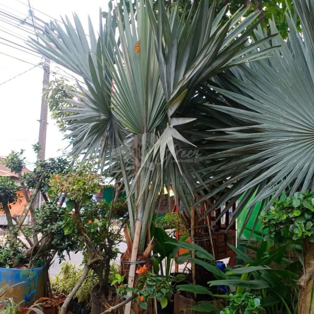 Jual Palem Bismarkia