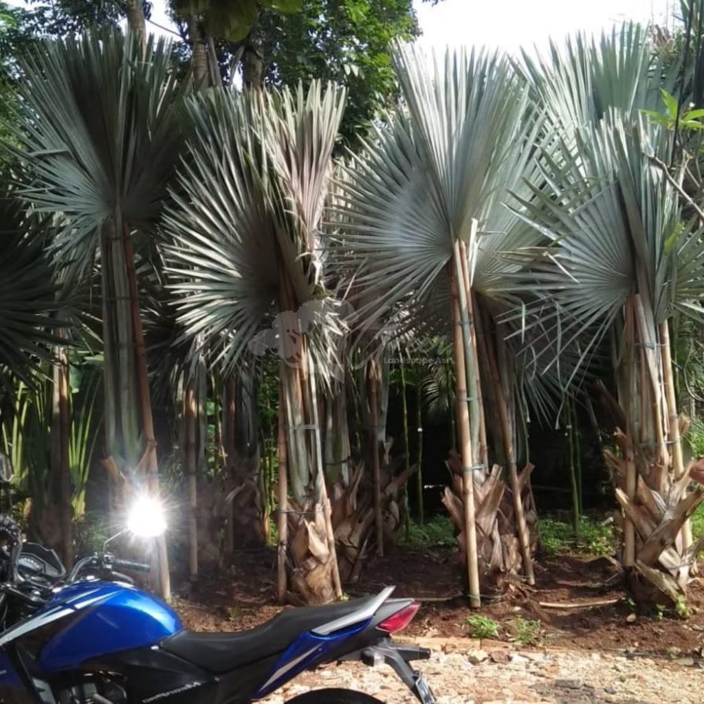 Jual Palem Bismarkia