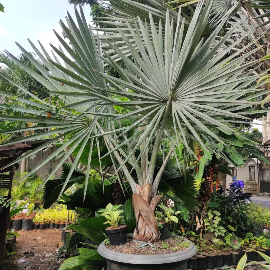 Jual Palem Bismarkia