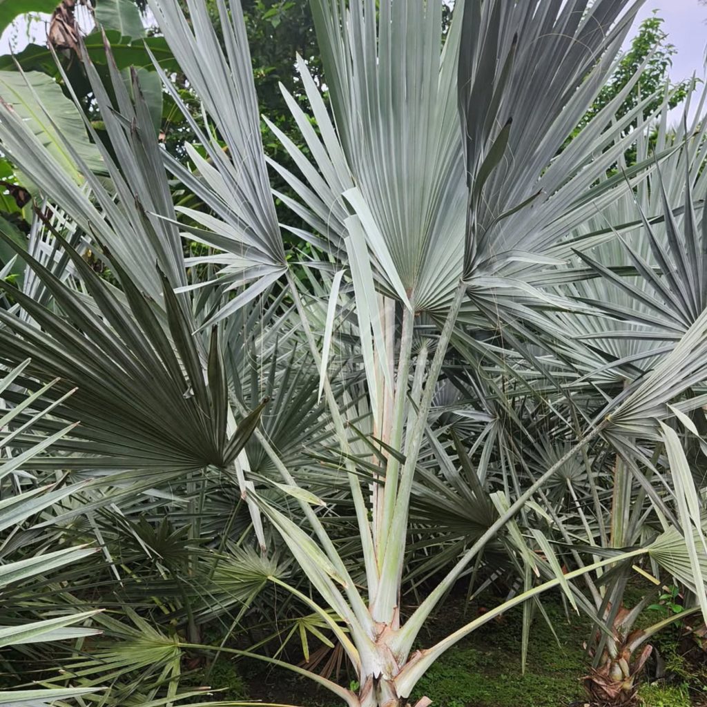 Jual Palem Bismarkia