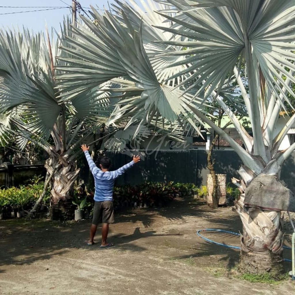 Jual Palem Bismarkia