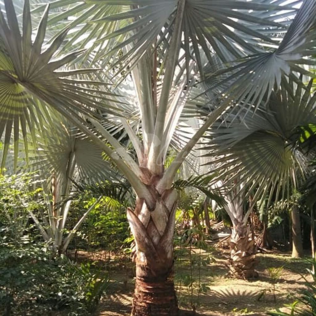 Jual Palem Bismarkia