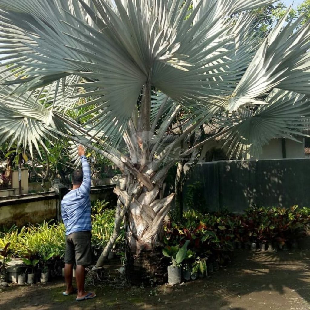 Jual Palem Bismarkia