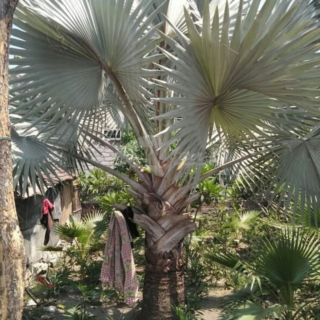 Jual Palem Bismarkia