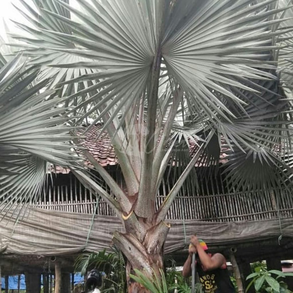 Jual Palem Bismarkia