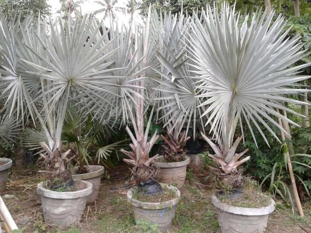 Jual Palem Bismarkia