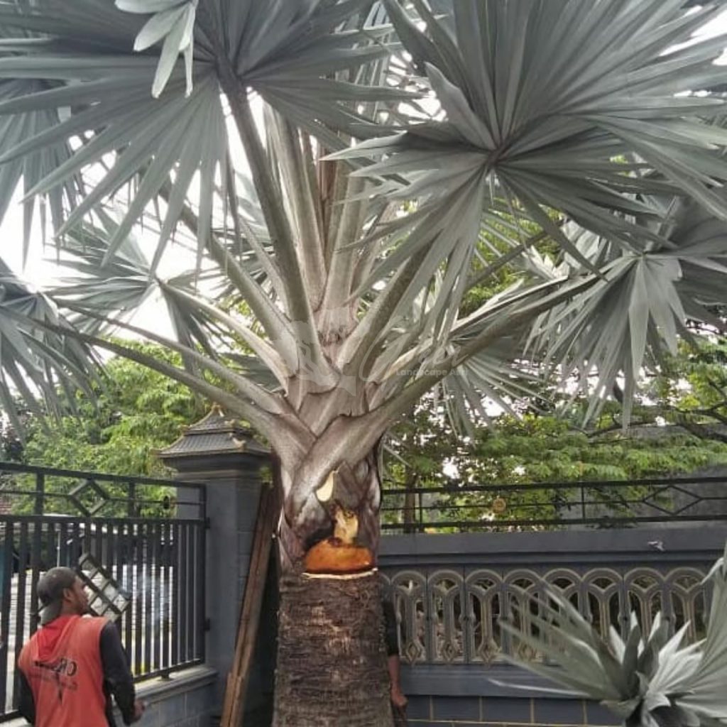 Jual Palem Bismarkia