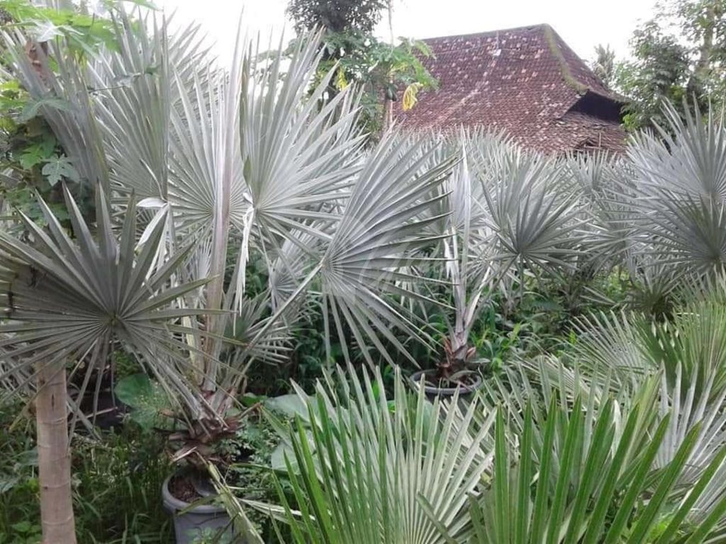 Jual Palem Bismarkia