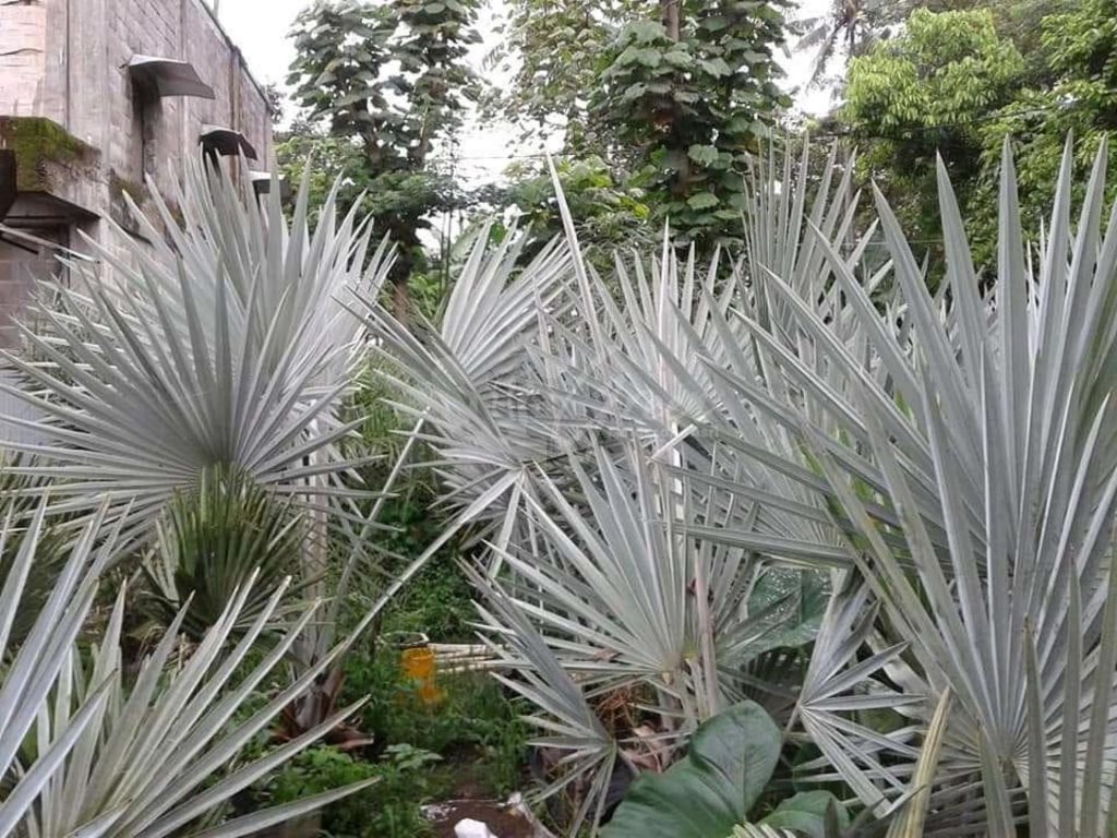 Jual Palem Bismarkia