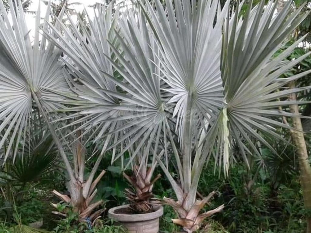 Jual Palem Bismarkia