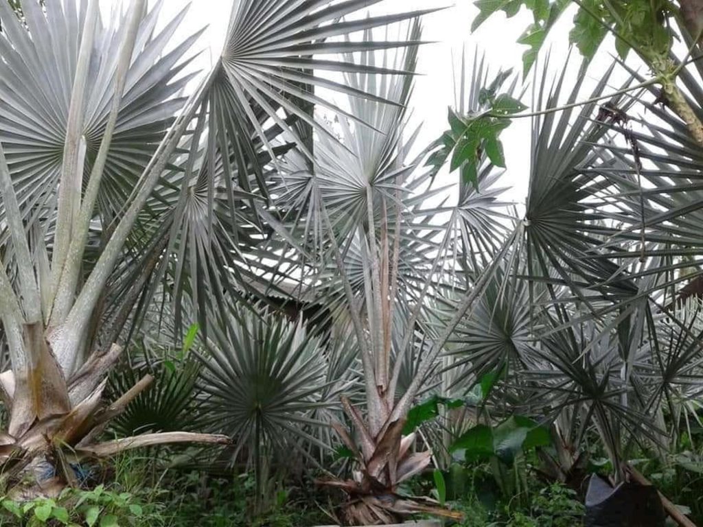 Jual Palem Bismarkia