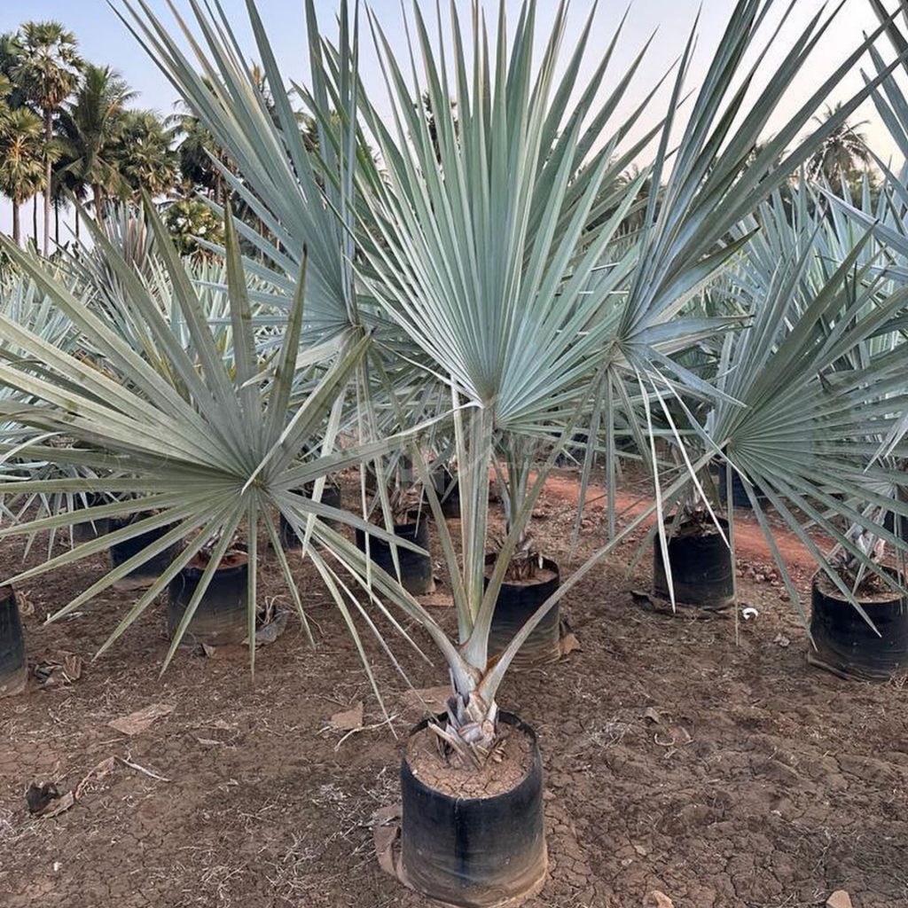 Jual Palem Bismarkia