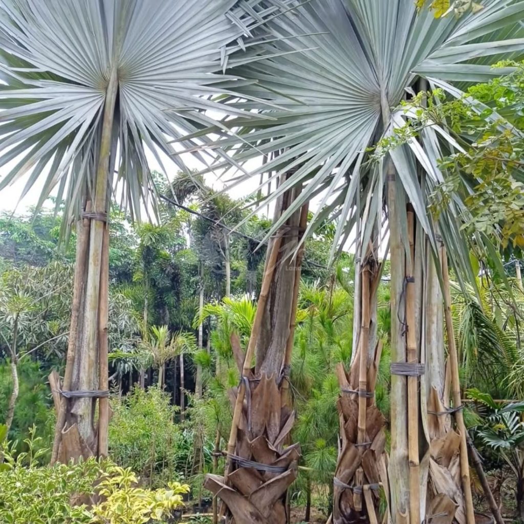 Jual Palem Bismarkia