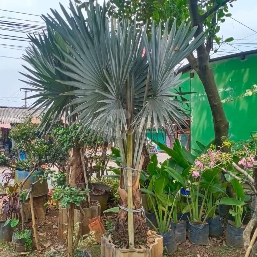 Jual Palem Bismarkia