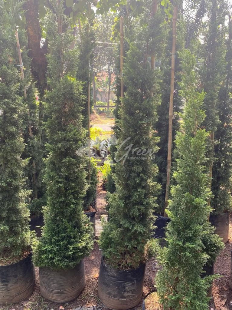 Jual Pohon Cemara Lilin