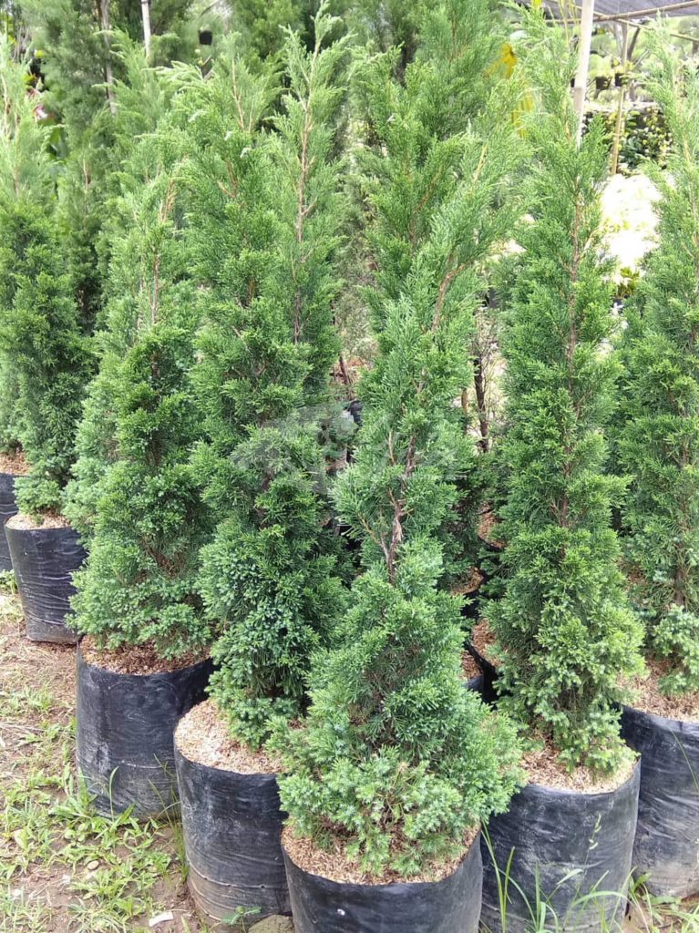 Jual Pohon Cemara Lilin