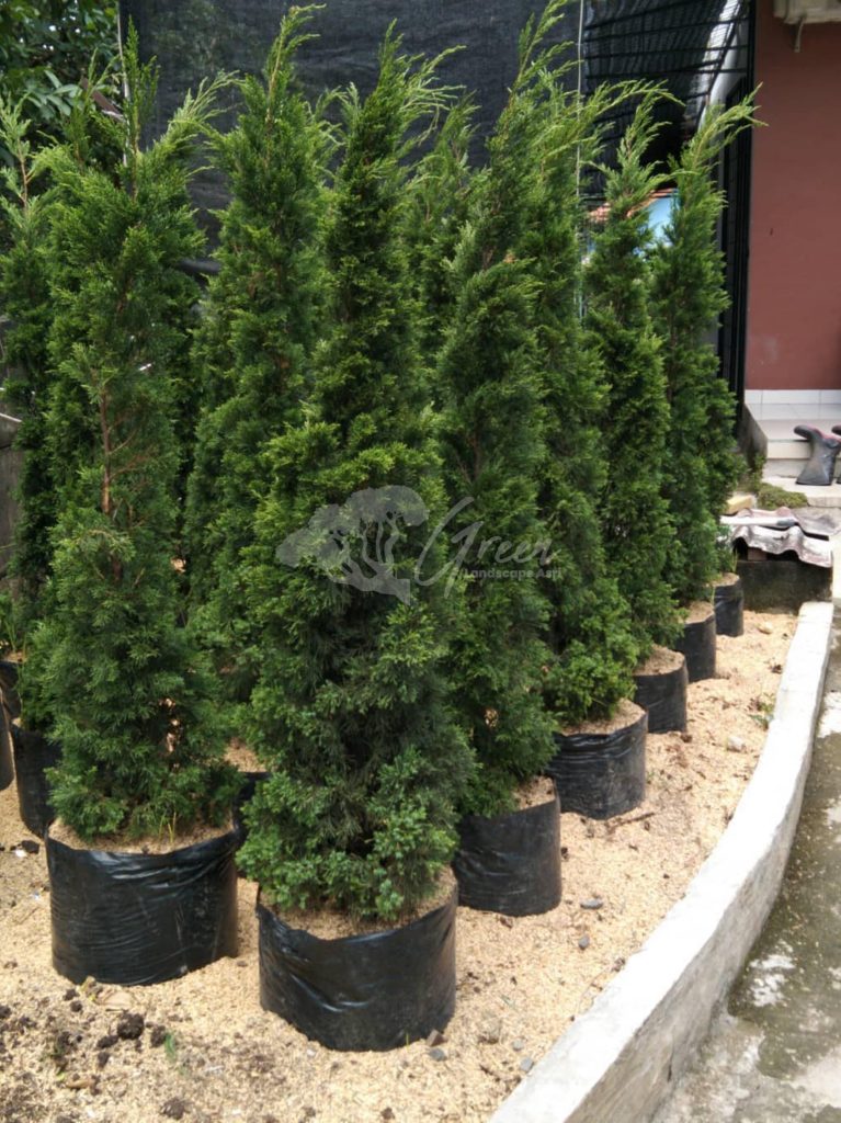 Jual Pohon Cemara Lilin