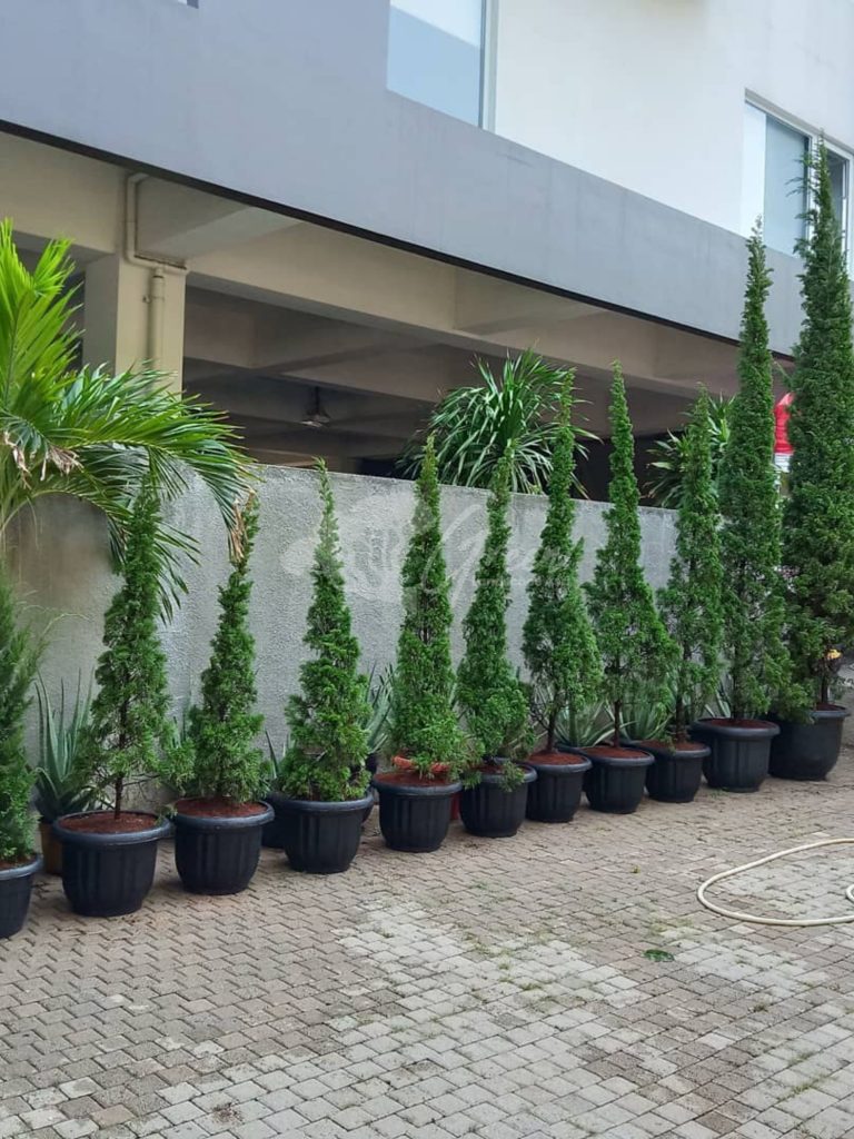 Jual Pohon Cemara Lilin