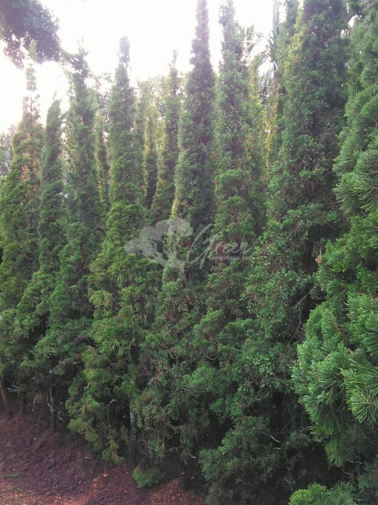 Jual Pohon Cemara Lilin