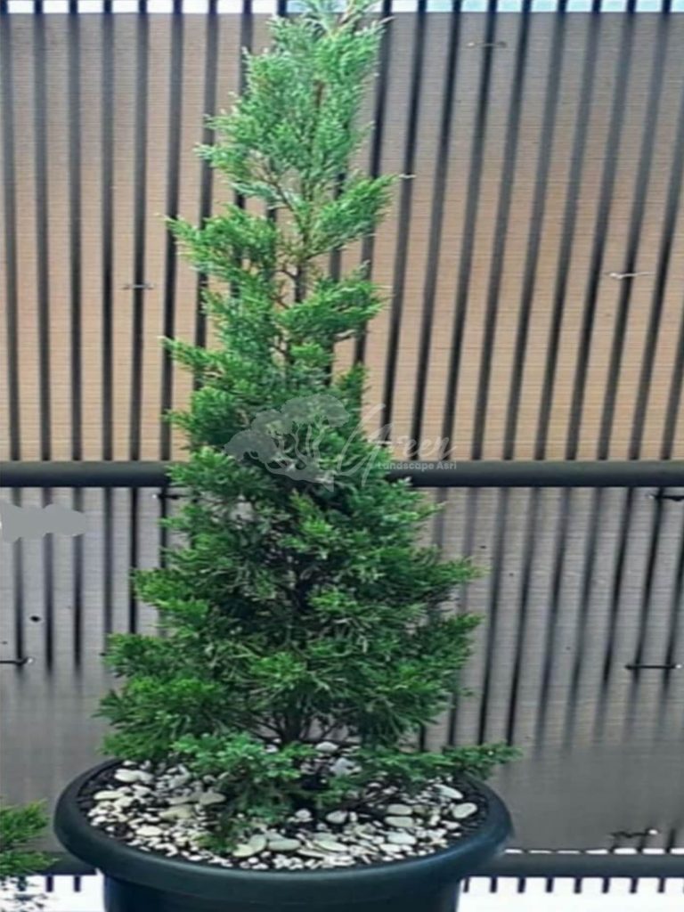 Jual Pohon Cemara Lilin