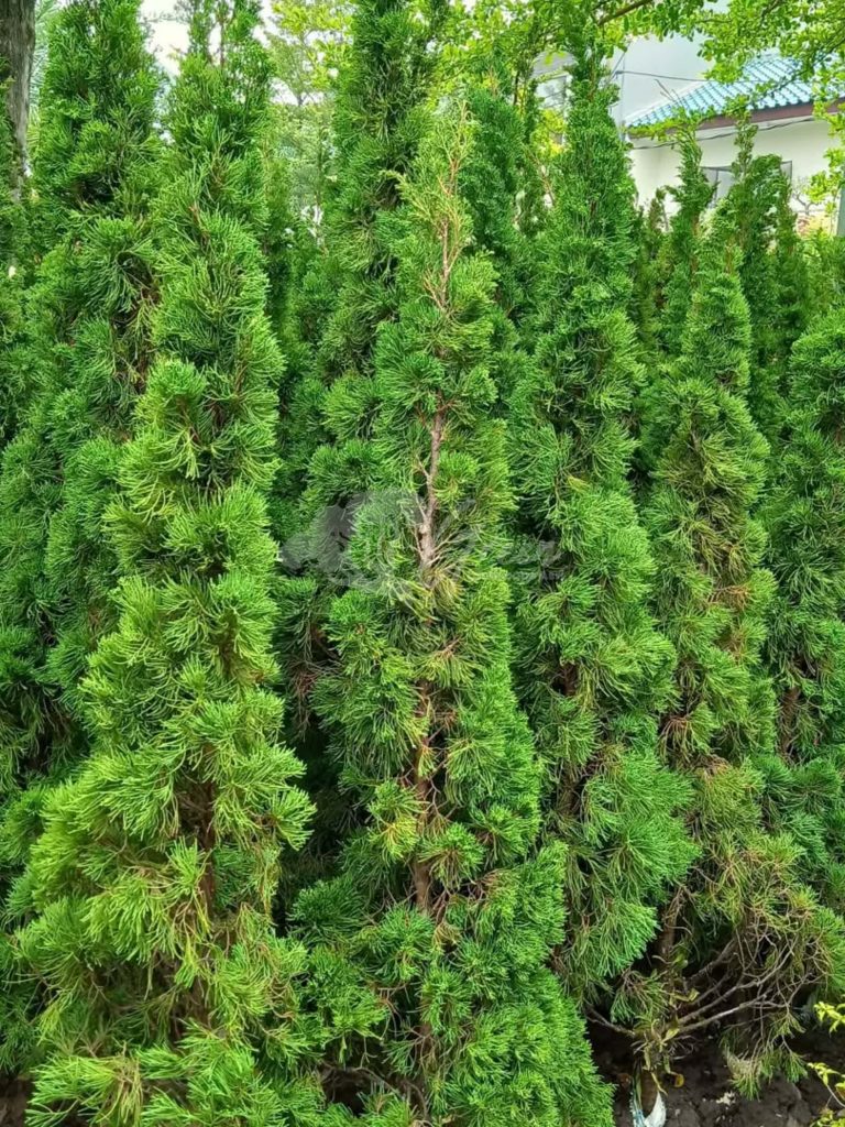 Jual Pohon Cemara Lilin