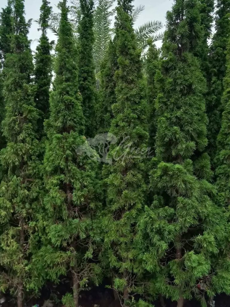 Jual Pohon Cemara Lilin