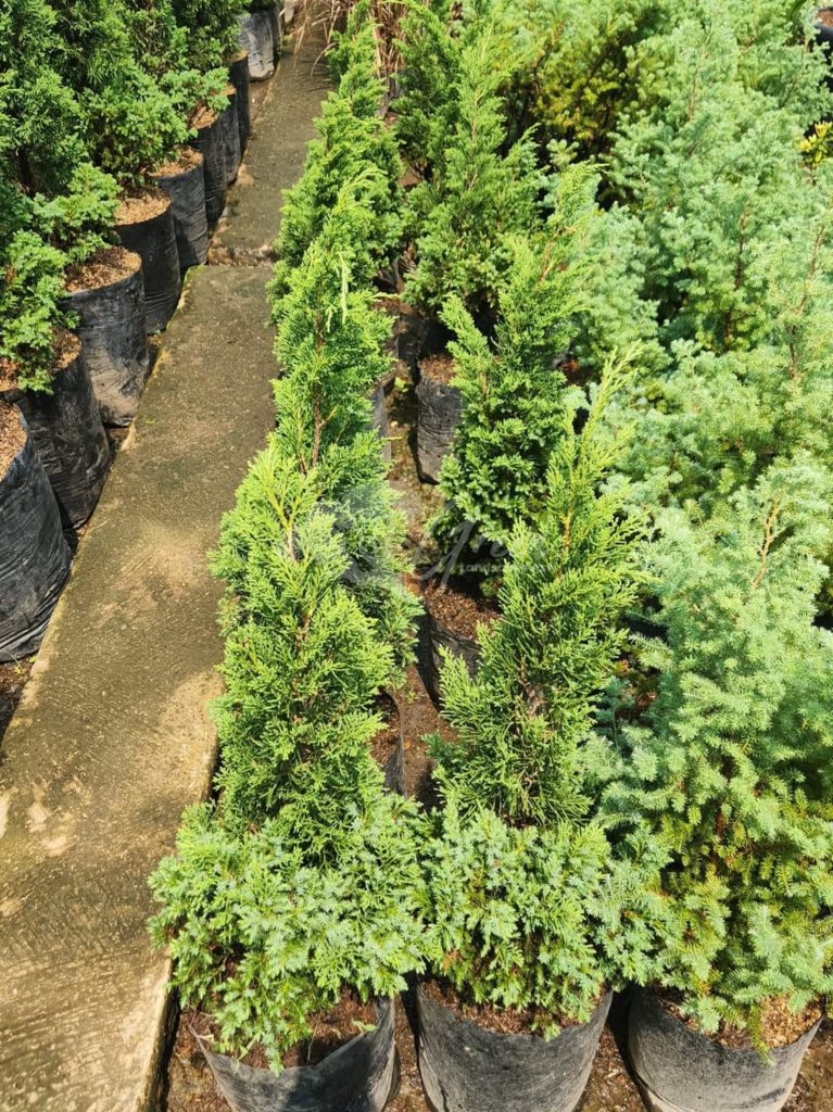 Jual Pohon Cemara Lilin