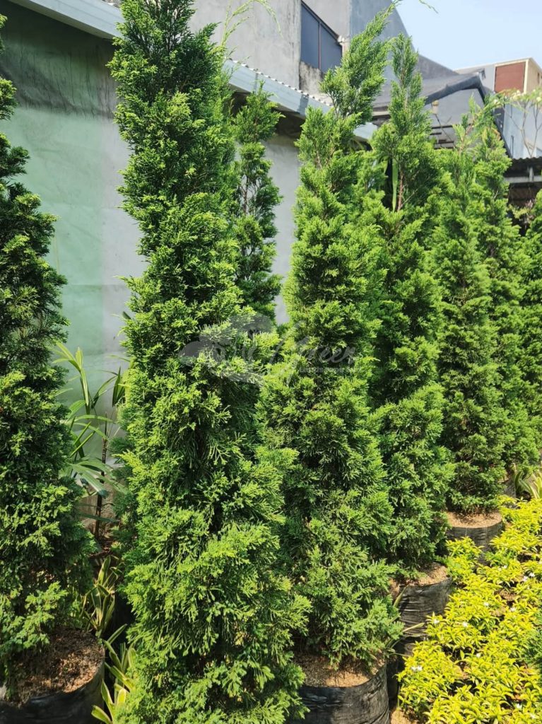 Jual Pohon Cemara Lilin