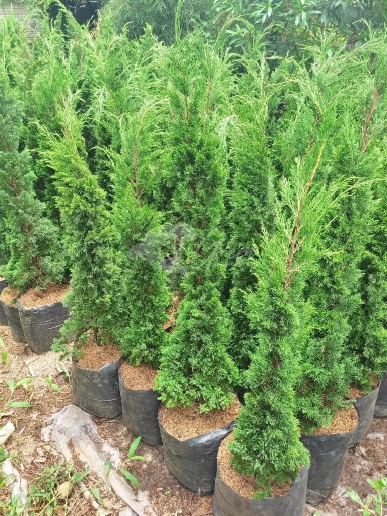 Jual Pohon Cemara Lilin