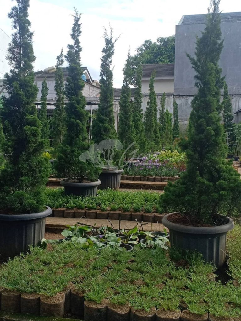 Jual Pohon Cemara Lilin