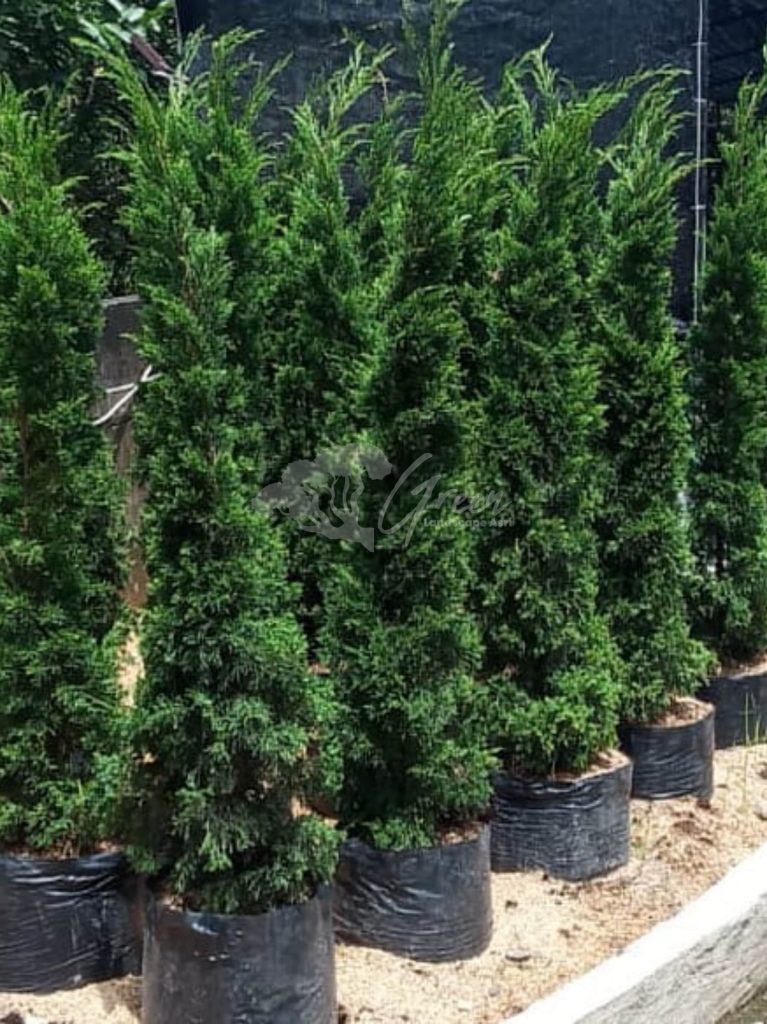 Jual Pohon Cemara Lilin