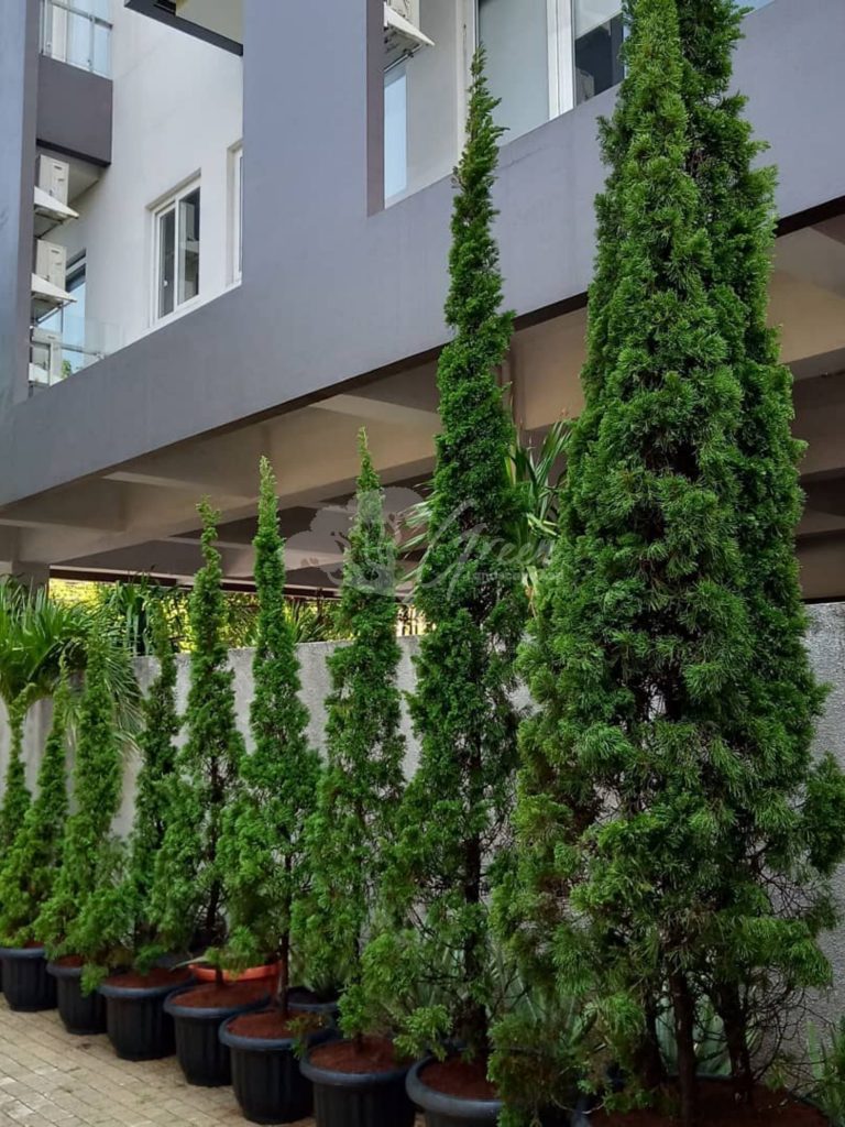 Jual Pohon Cemara Lilin