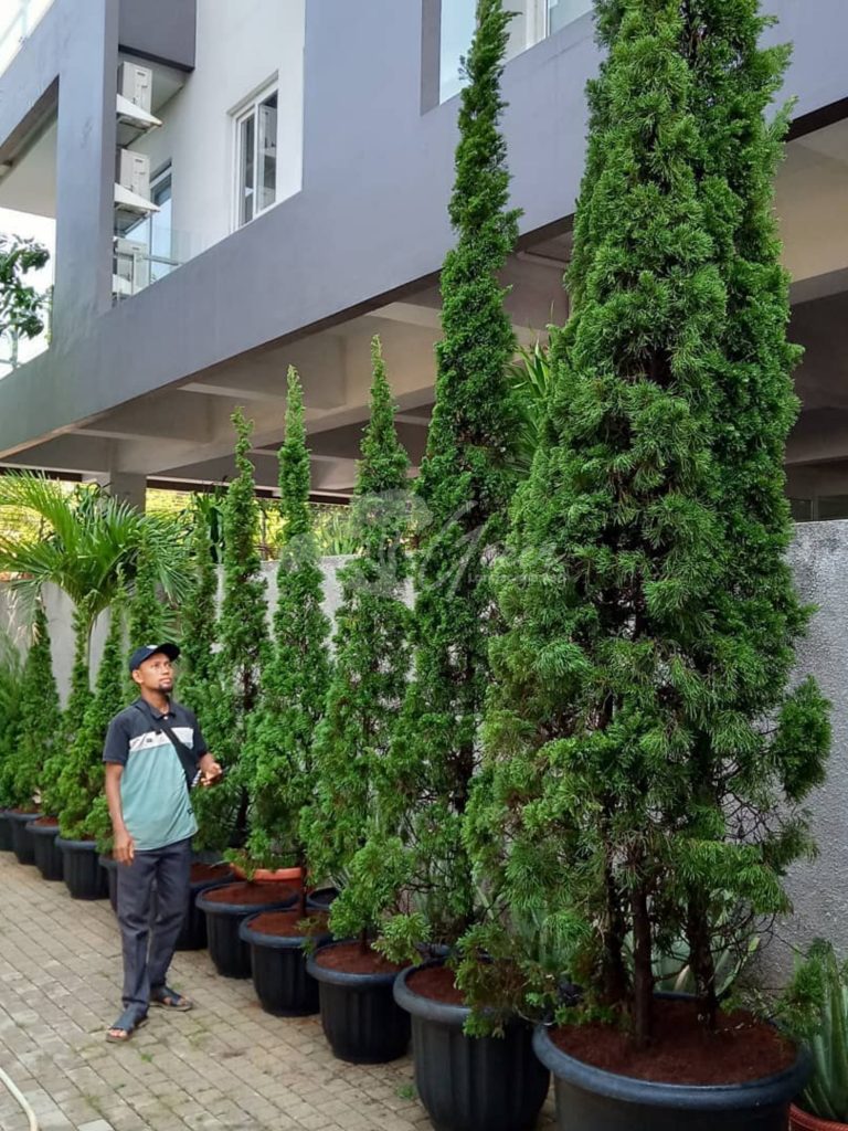 Jual Pohon Cemara Lilin