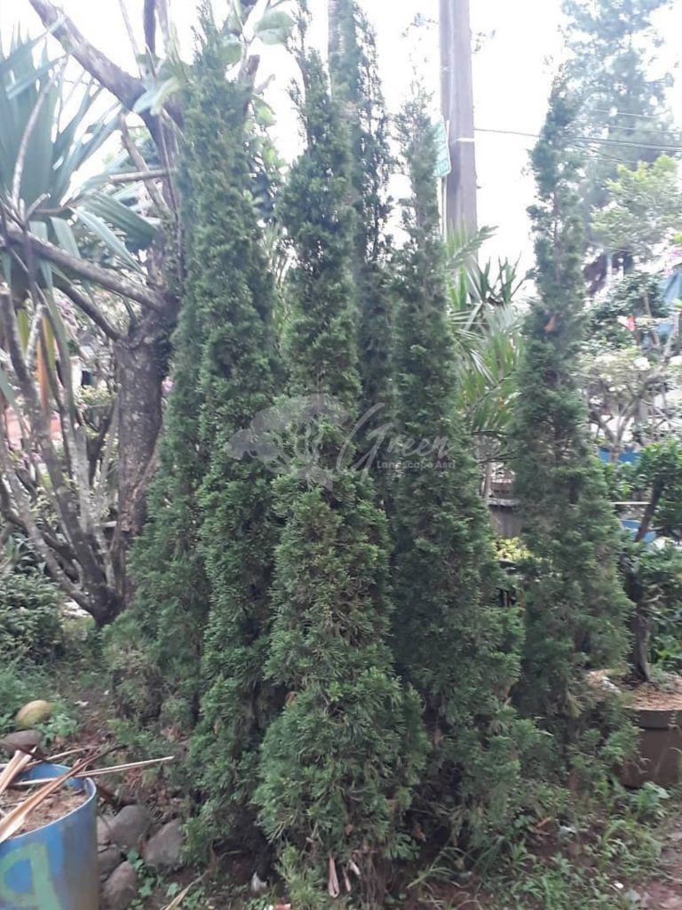 Jual Pohon Cemara Lilin