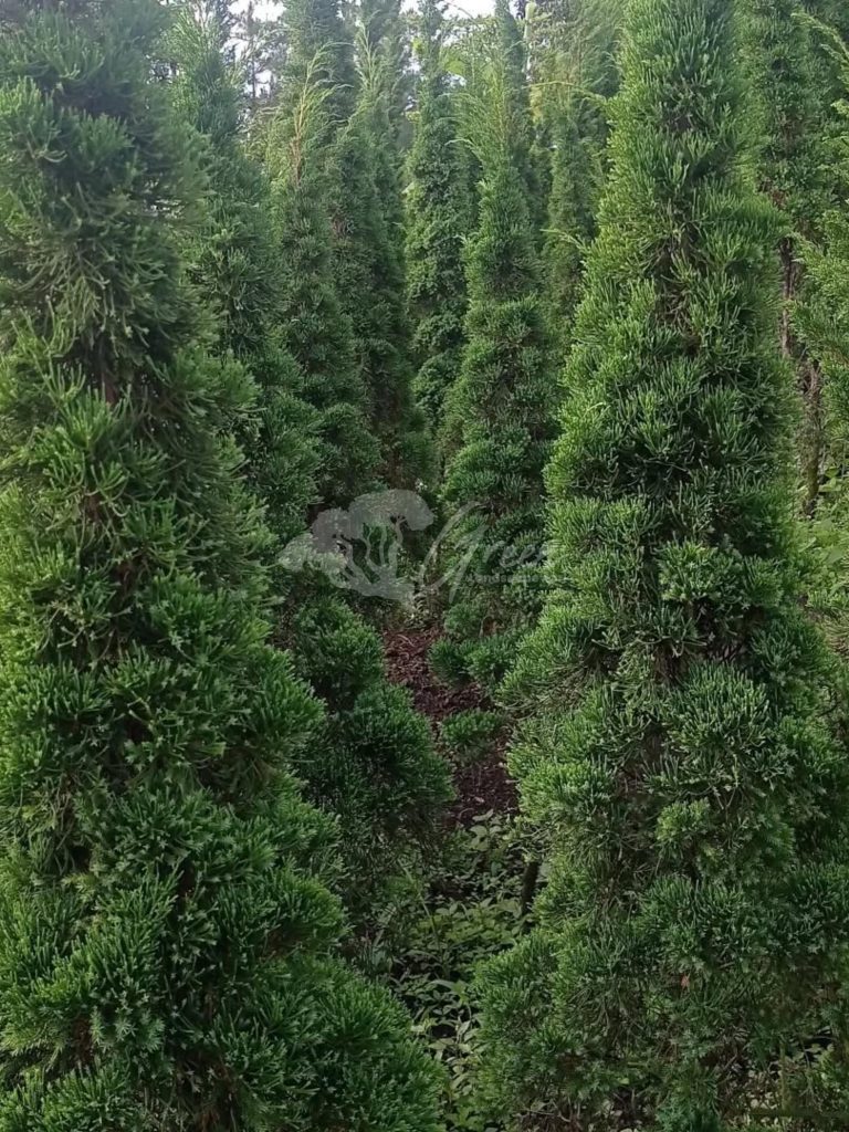 Jual Pohon Cemara Lilin