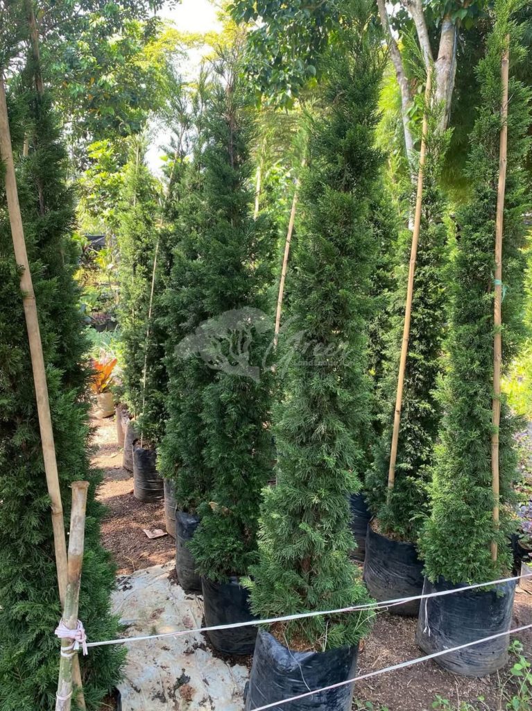 Jual Pohon Cemara Lilin