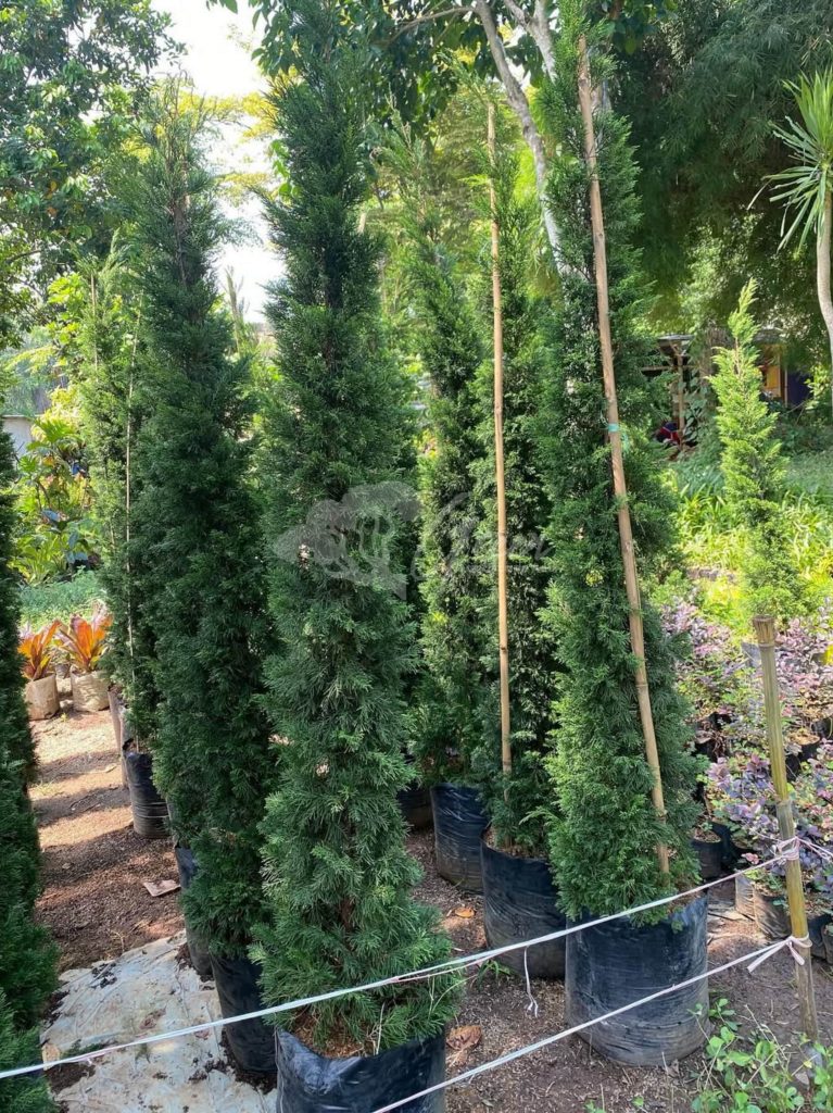 Jual Pohon Cemara Lilin