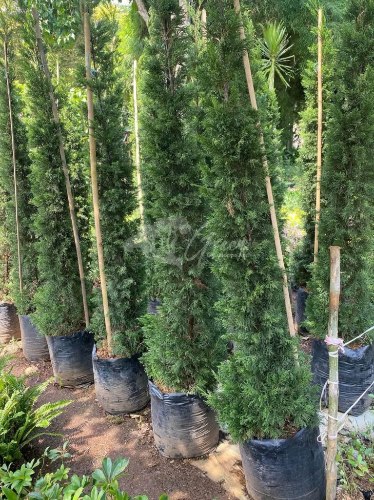 Jual Pohon Cemara Lilin