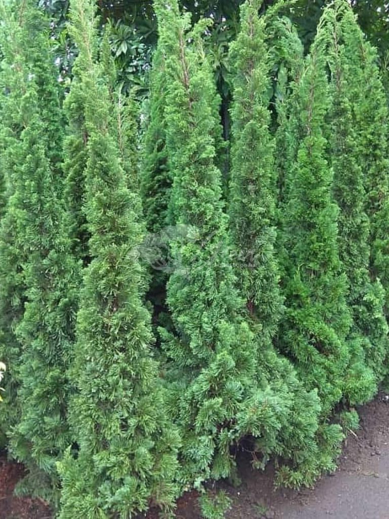 Jual Pohon Cemara Lilin