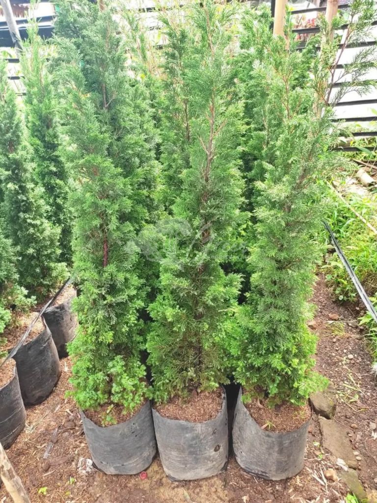 Jual Pohon Cemara Lilin