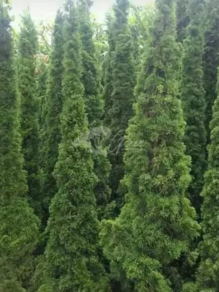 Jual Pohon Cemara Lilin