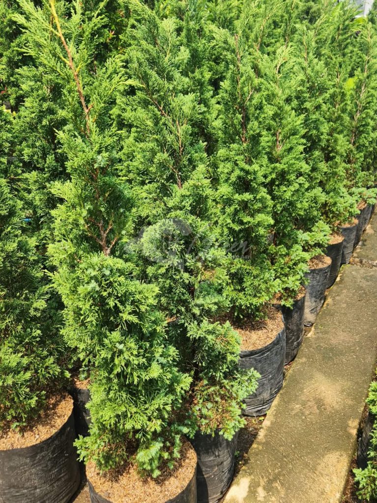 Jual Pohon Cemara Lilin