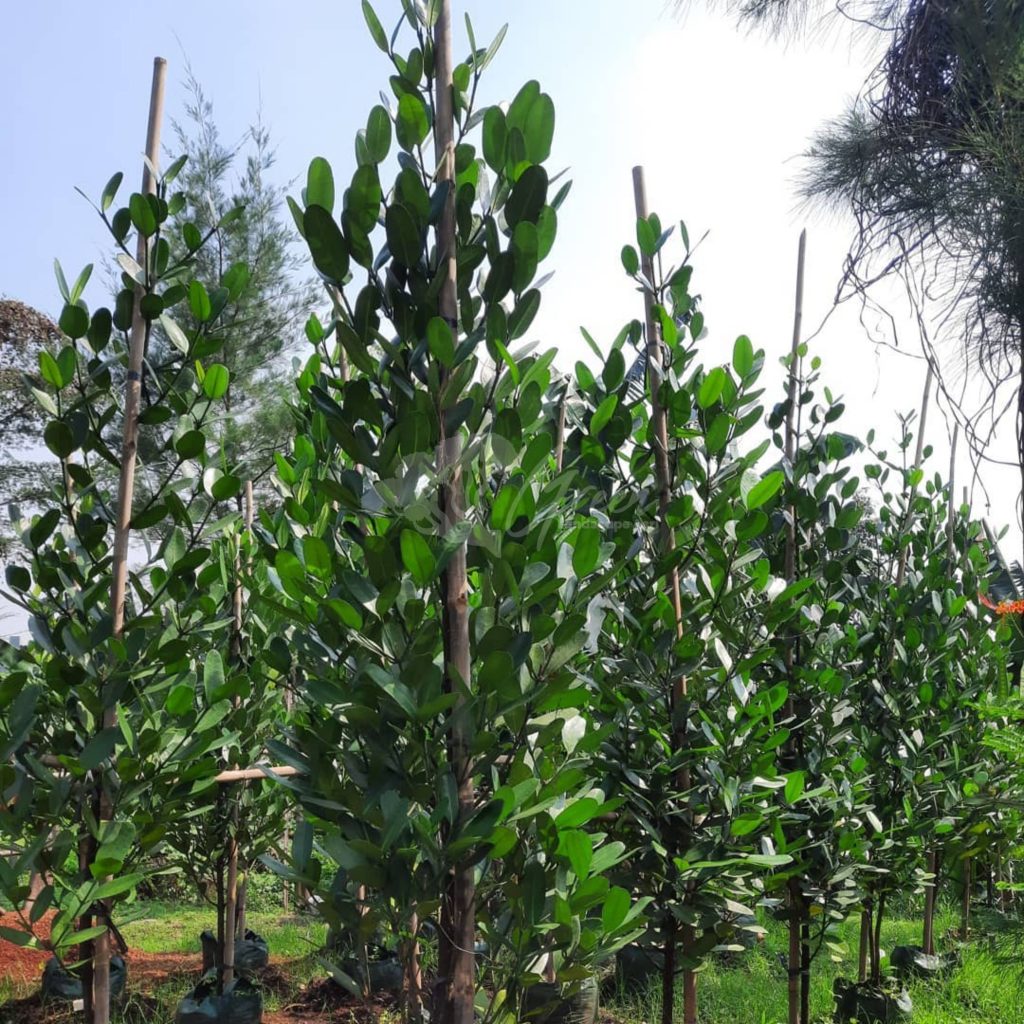 Jual Pohon Garcinia
