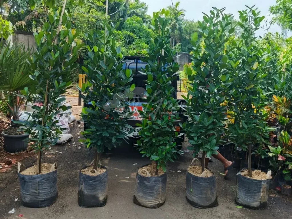 Jual Pohon Garcinia