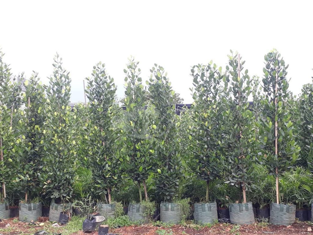 Jual Pohon Garcinia