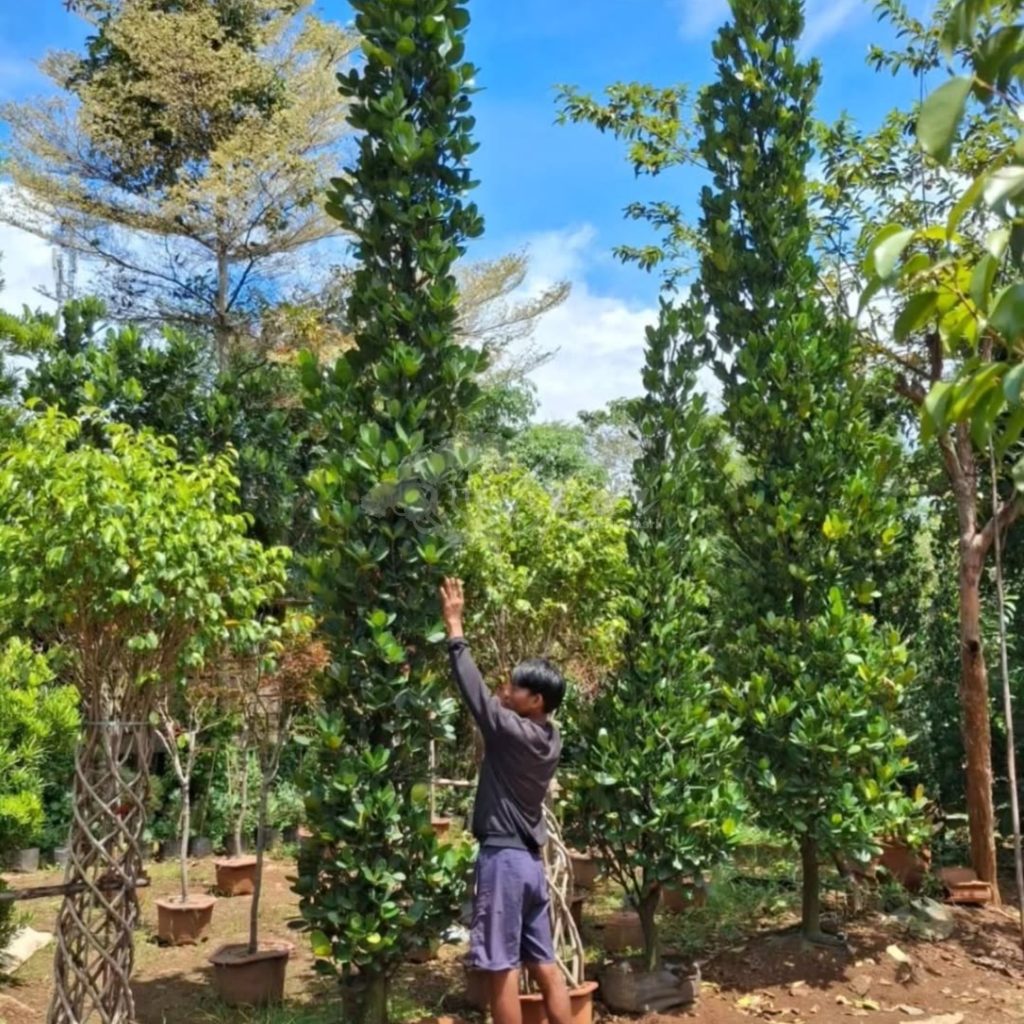 Jual Pohon Garcinia
