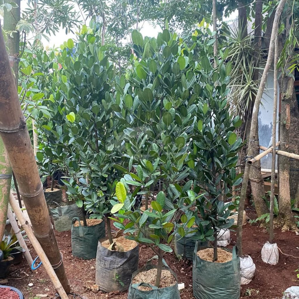 Jual Pohon Garcinia