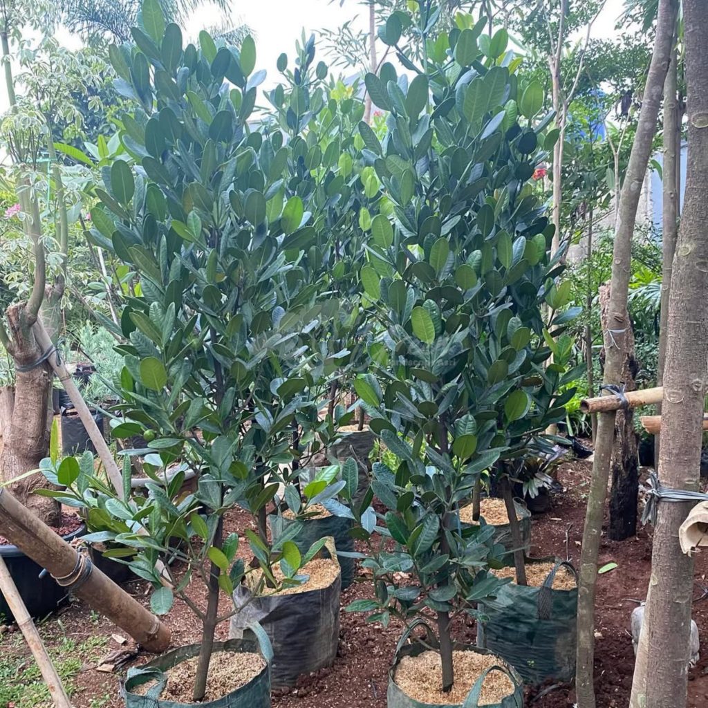 Jual Pohon Garcinia