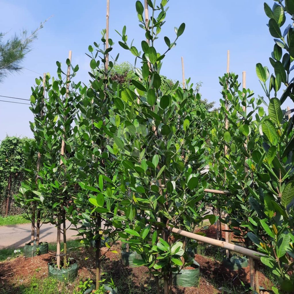 Jual Pohon Garcinia