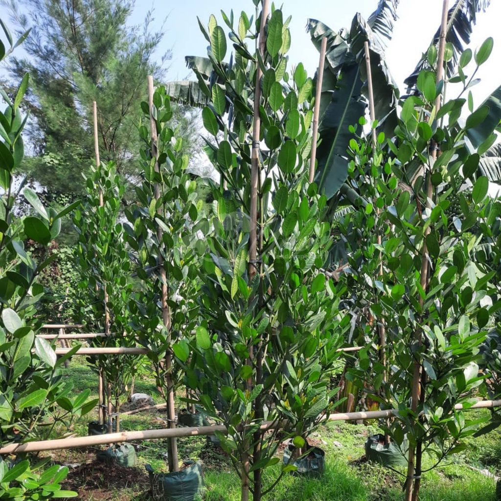 Jual Pohon Garcinia